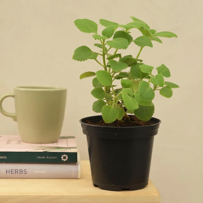 Irene | Vintage hanger